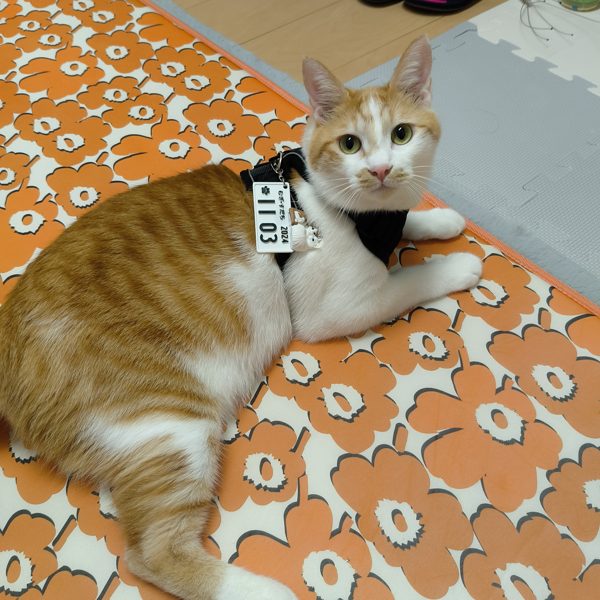うちの子とプレートの写真 5