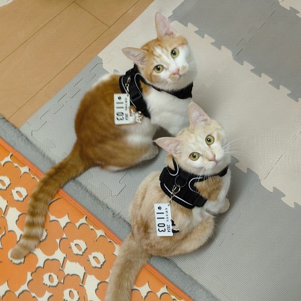 うちの子とプレートの写真 6