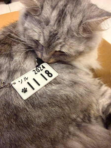うちの子とプレートの写真 7