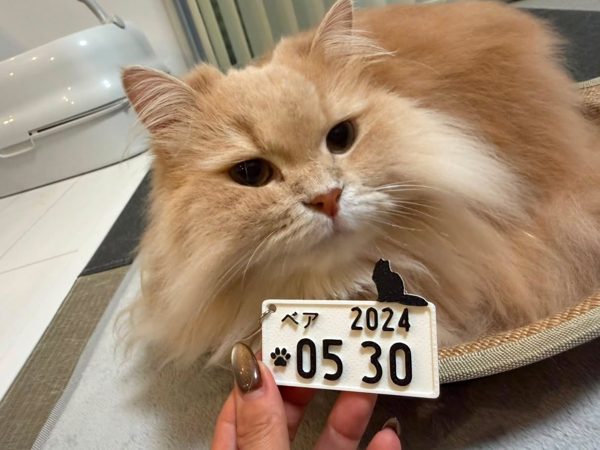 うちの子とプレートの写真 8