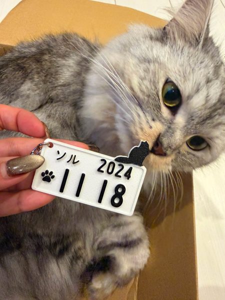 うちの子とプレートの写真 11