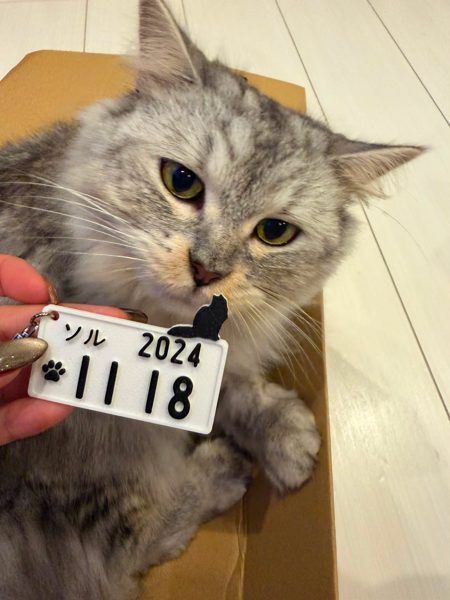 うちの子とプレートの写真 12