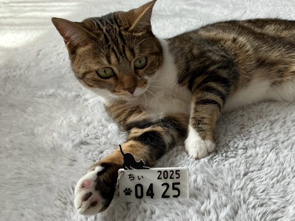 うちの子とプレートの写真 13